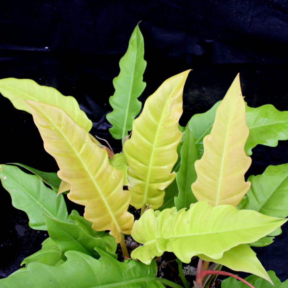 Philodendron Golden Saw