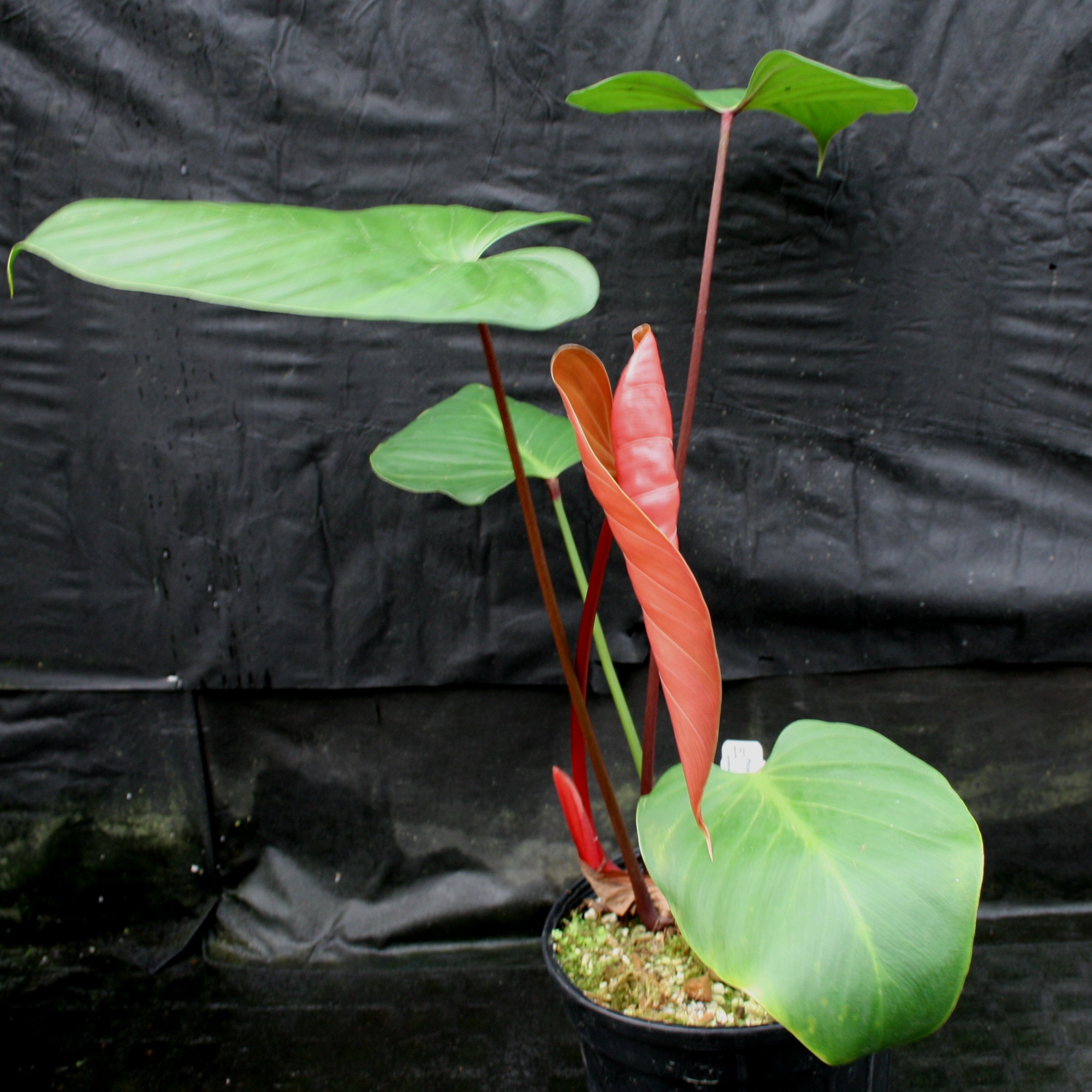 Philodendron lynamii – Carnivero