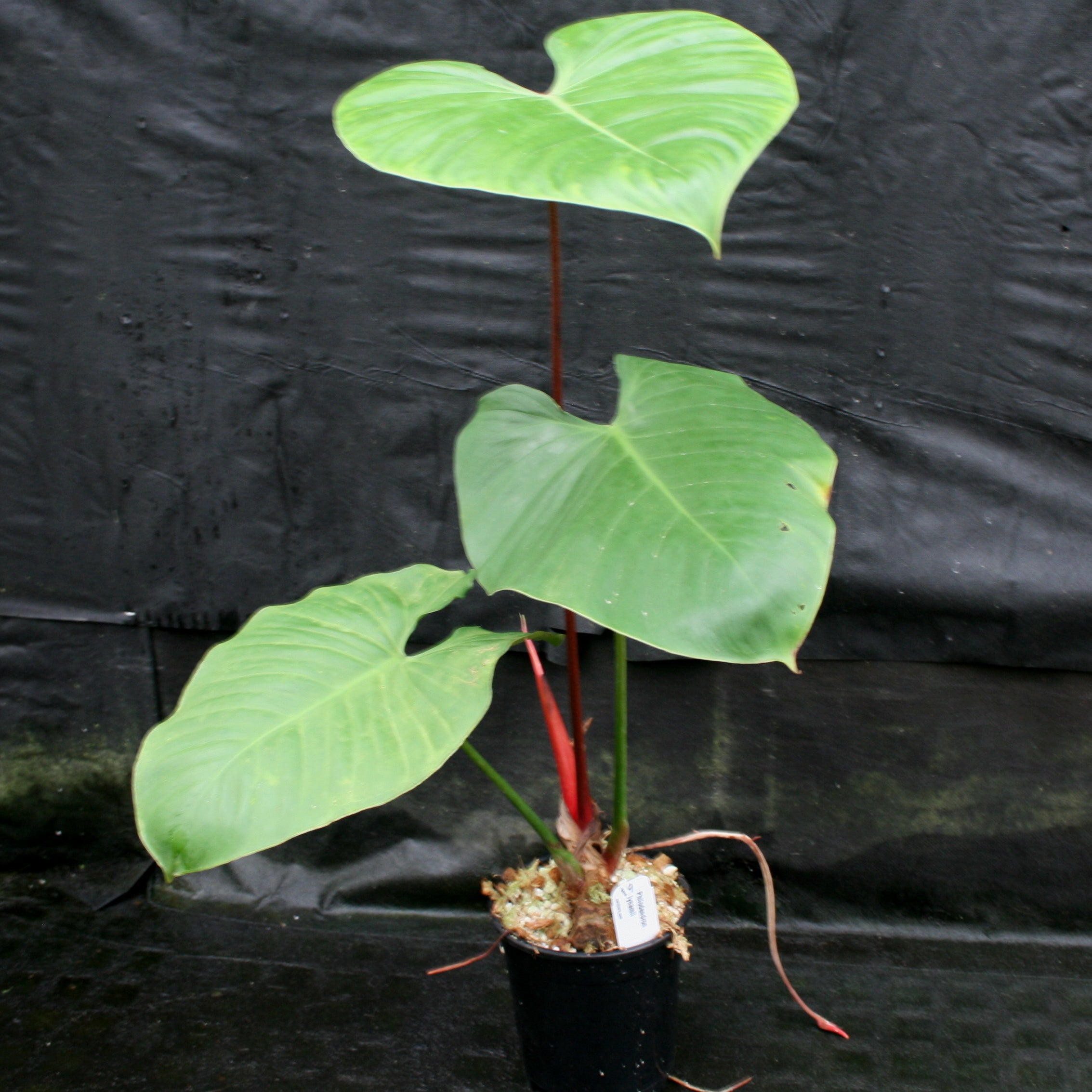 Philodendron lynamii – Carnivero