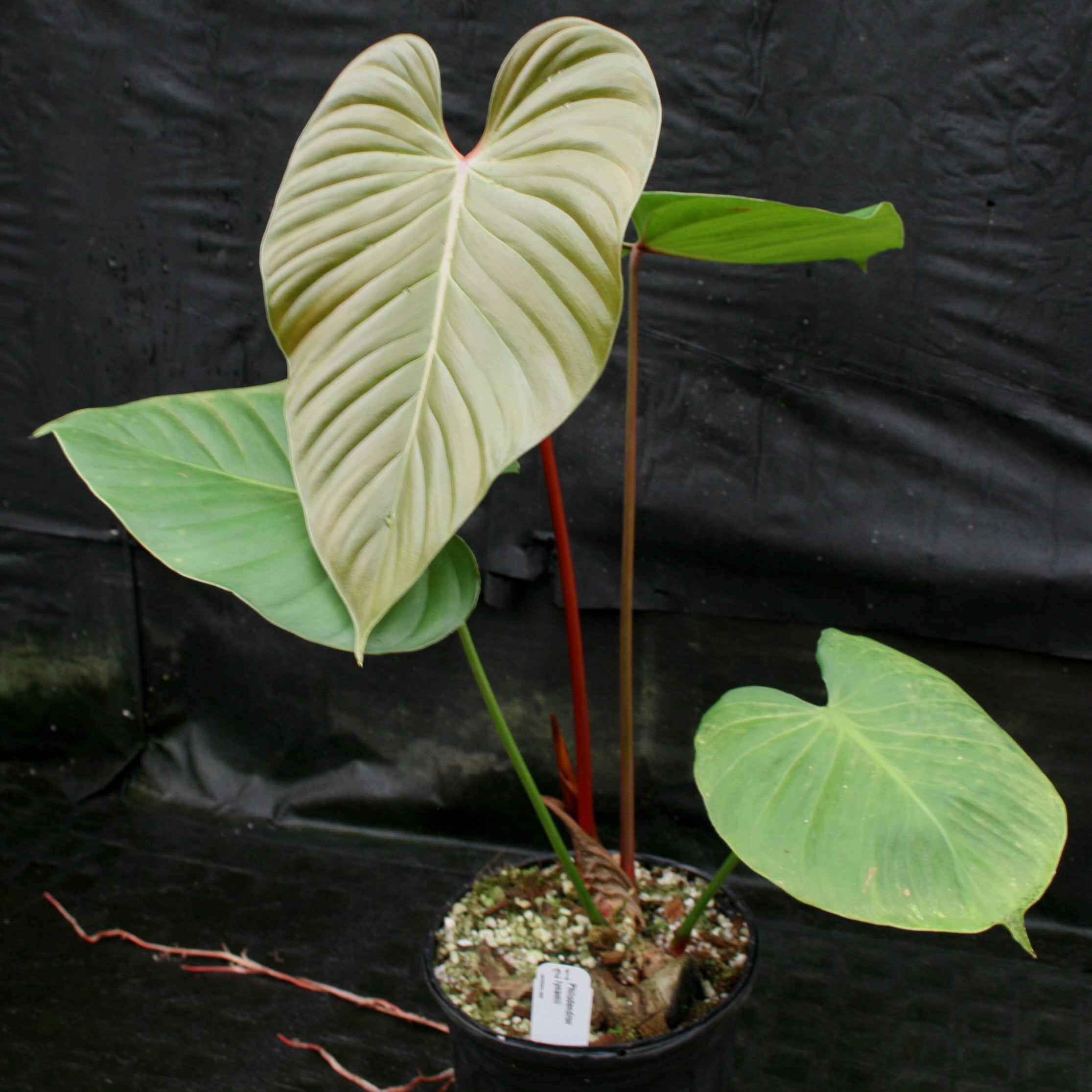 Philodendron lynamii – Carnivero