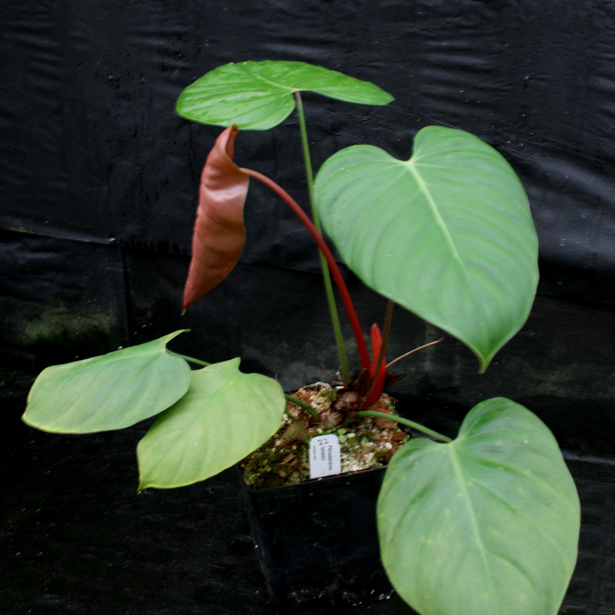 Philodendron lynamii – Carnivero