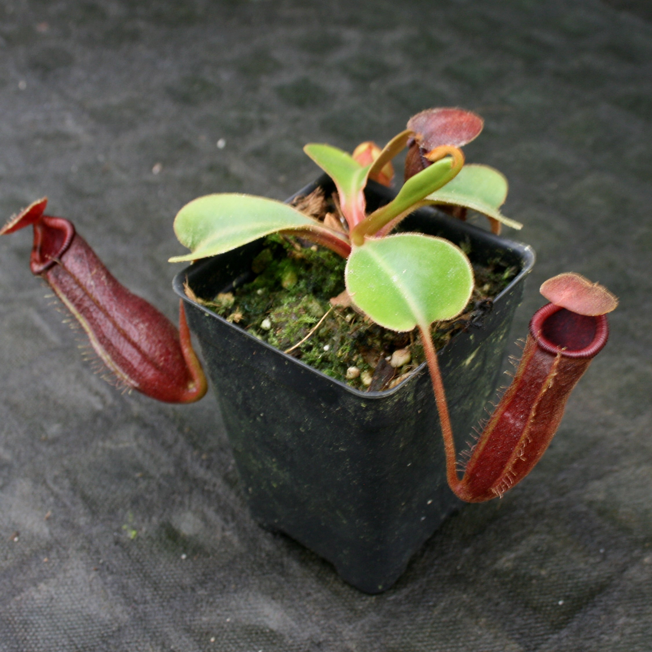 Nepenthes truncata (d) x [(ventricosa x sibuyanensis) x Trusmadiensis] –  Carnivero