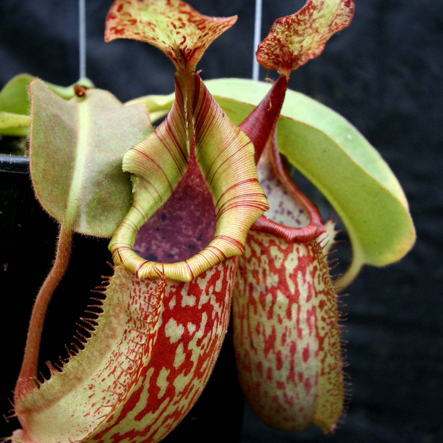 Nepenthes veitchii "Big Mama" x maxima, CAR-0192