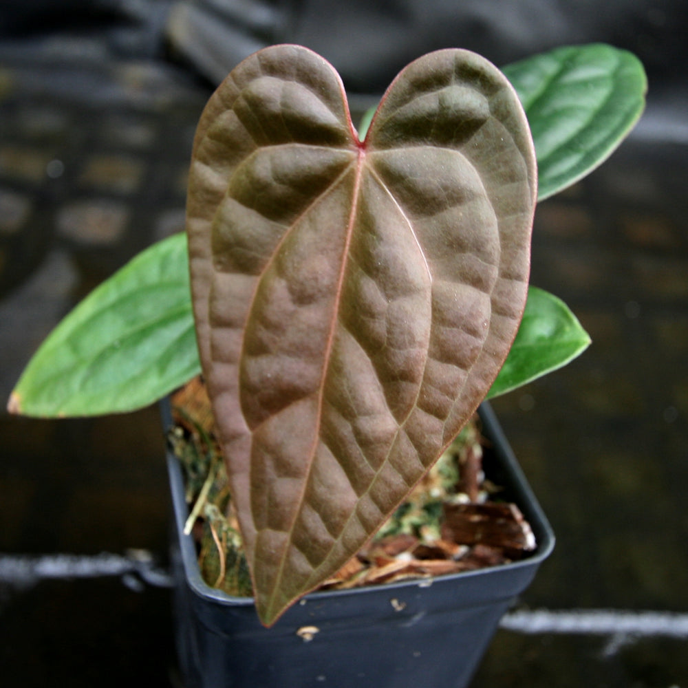 Anthurium (Red crystallinum x magnificum) -Tezula x luxurians, CAR-0236