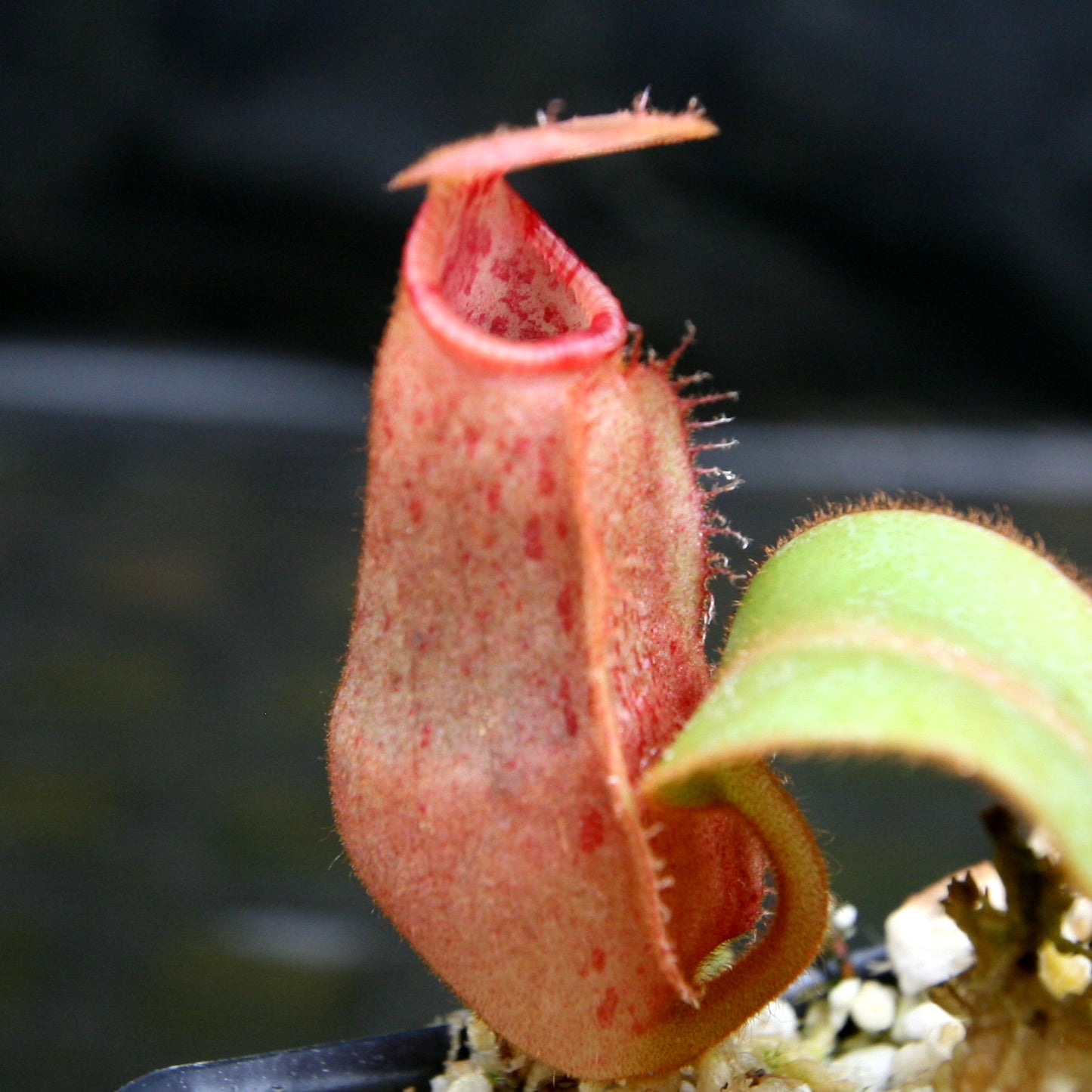 Nepenthes veitchii Candy x Trusmadiensis