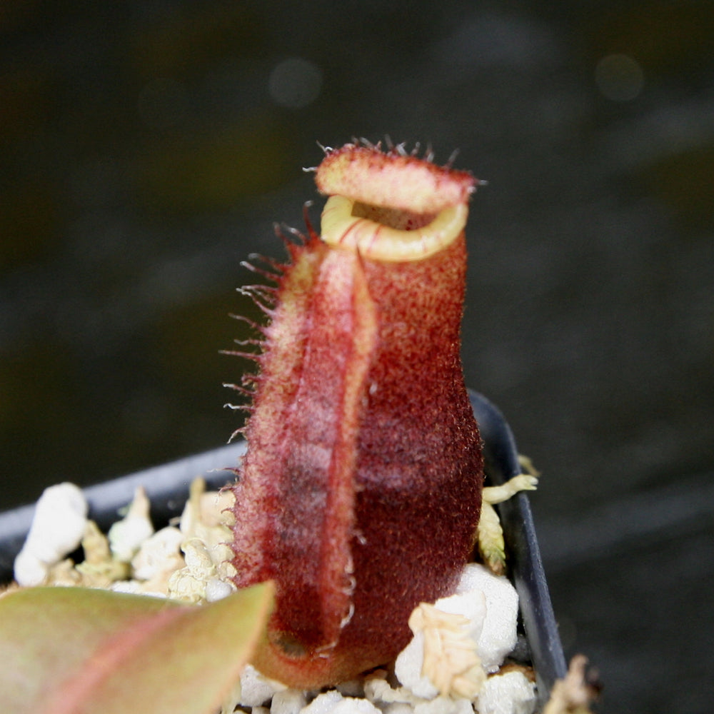 Nepenthes veitchii Candy x Trusmadiensis