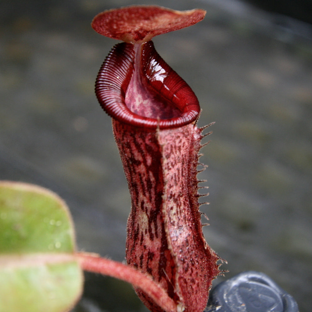 Nepenthes [(lowii x veitchii) x boschiana] -