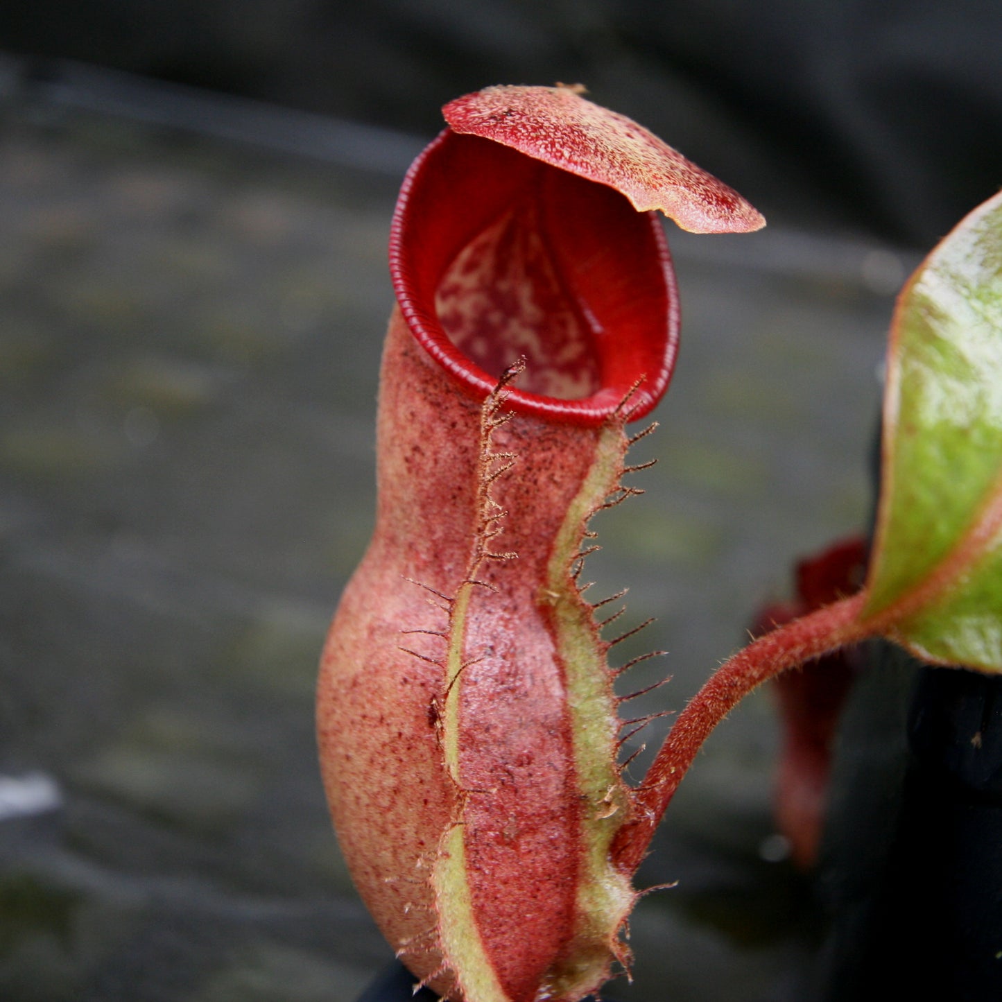 Nepenthes [(lowii x veitchii) x boschiana] -"Lowii Like" x [(Rokko x boschiana) x veitchii] -"Squat", CAR-0189