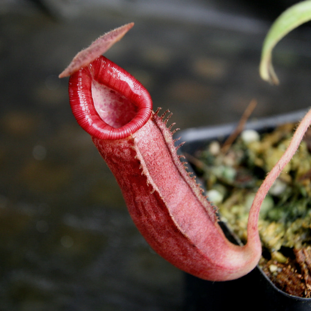 Nepenthes 