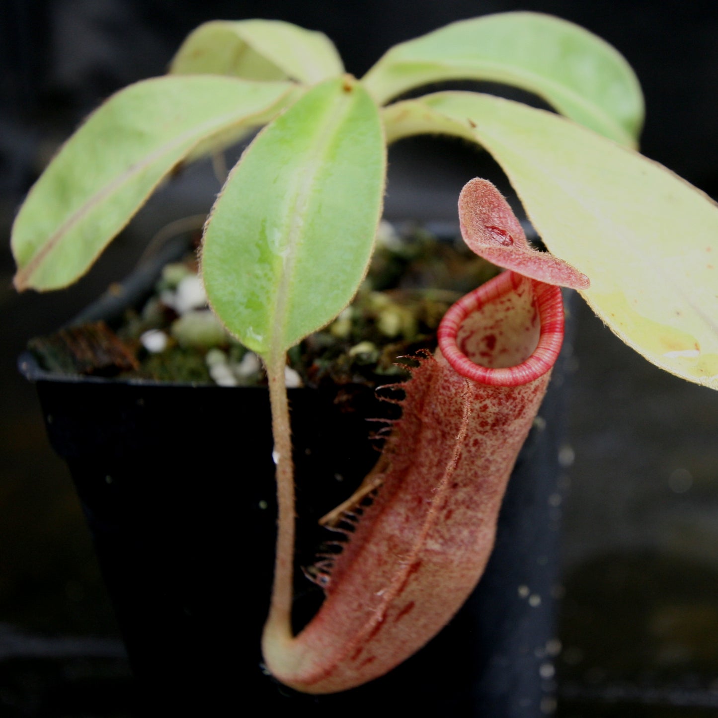 Nepenthes "Red Baron", CAR-0278