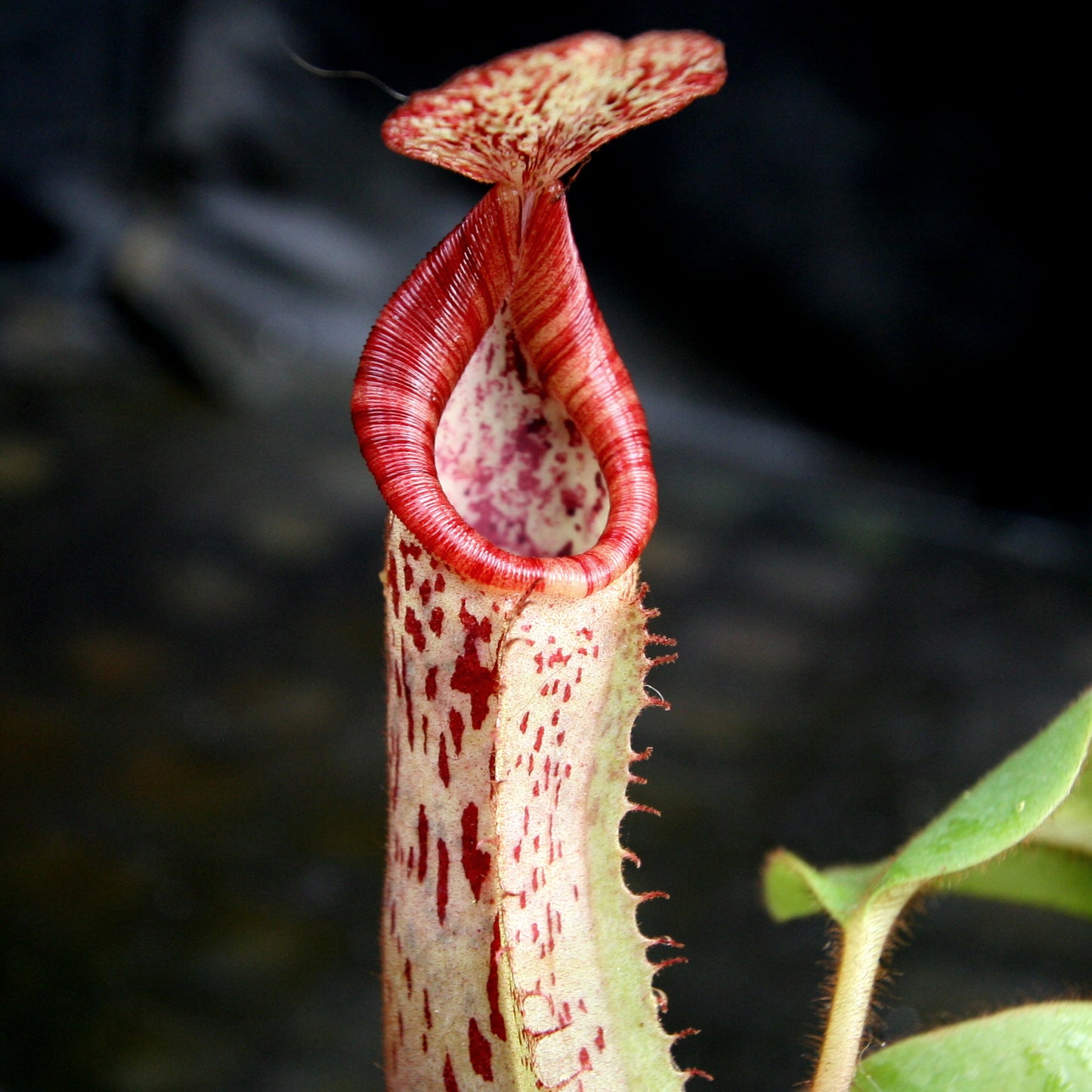 Nepenthes veitchii JB x platychila BB, CAR-0279