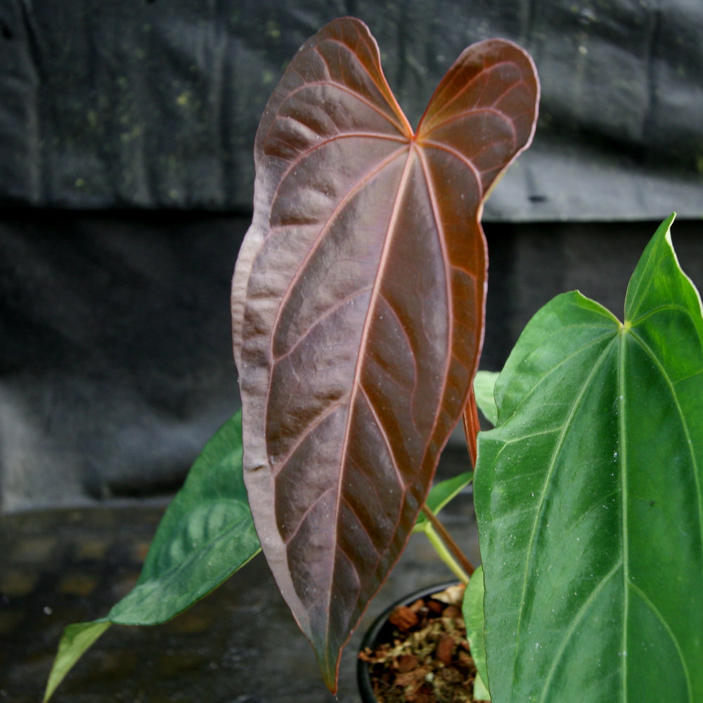 Anthurium FTG crystallinum x red crystallinum - NSE