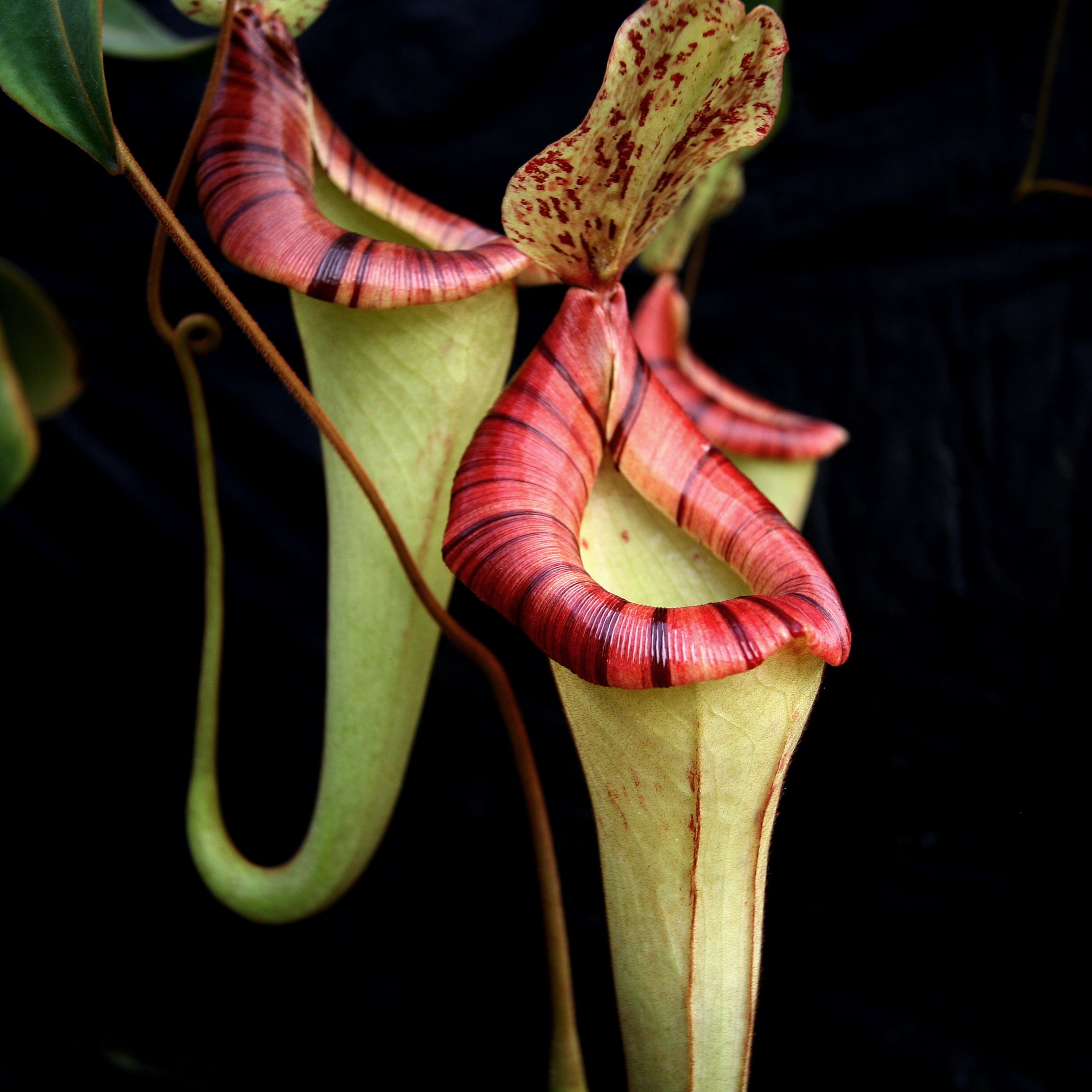 Nepenthes [(lowii x veitchii) x boschiana]-yellow x platychila, CAR-00 –  Carnivero