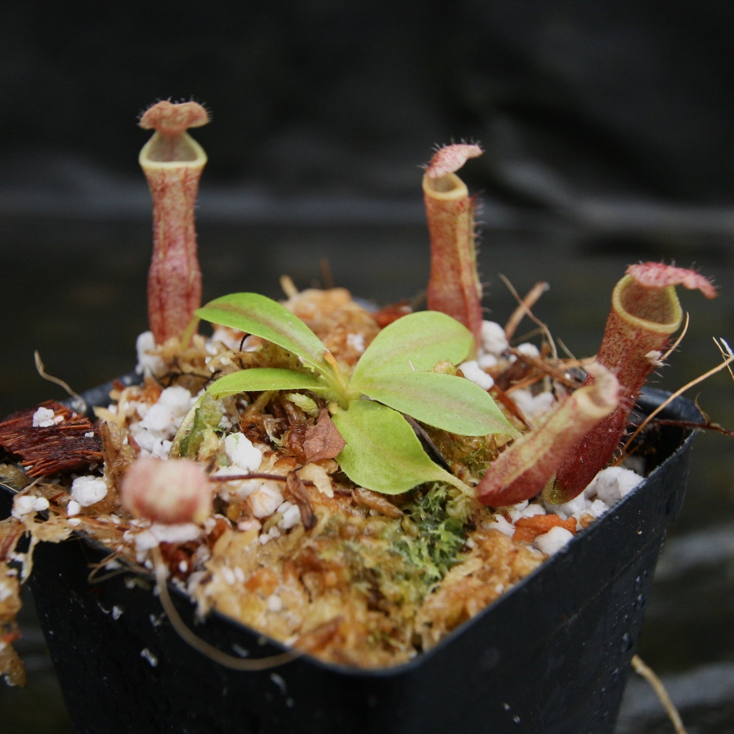 Nepenthes [(lowii x veitchii) x boschiana)] "Red Ruffled" x (truncata x veitchii (m)), CAR-0290