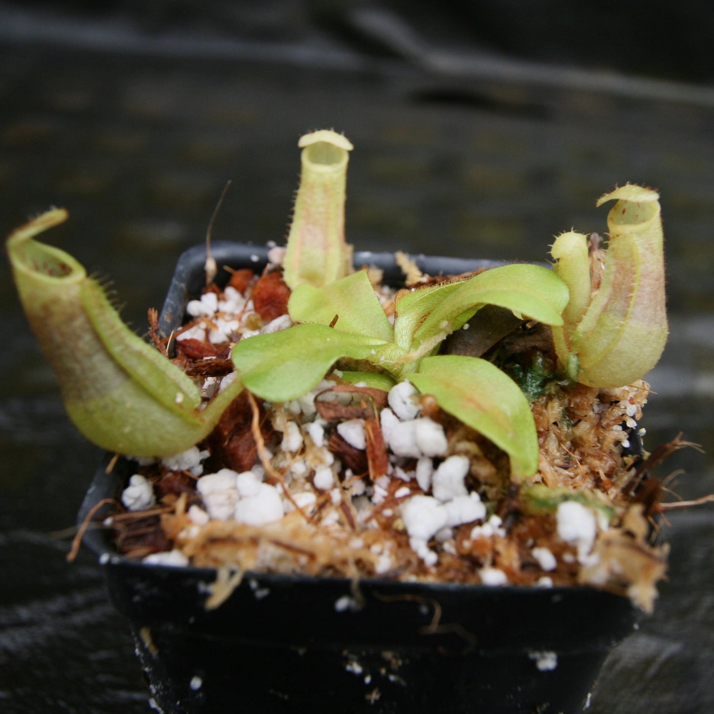 Nepenthes veitchii ((k) x Bareo Squat), CAR-0289