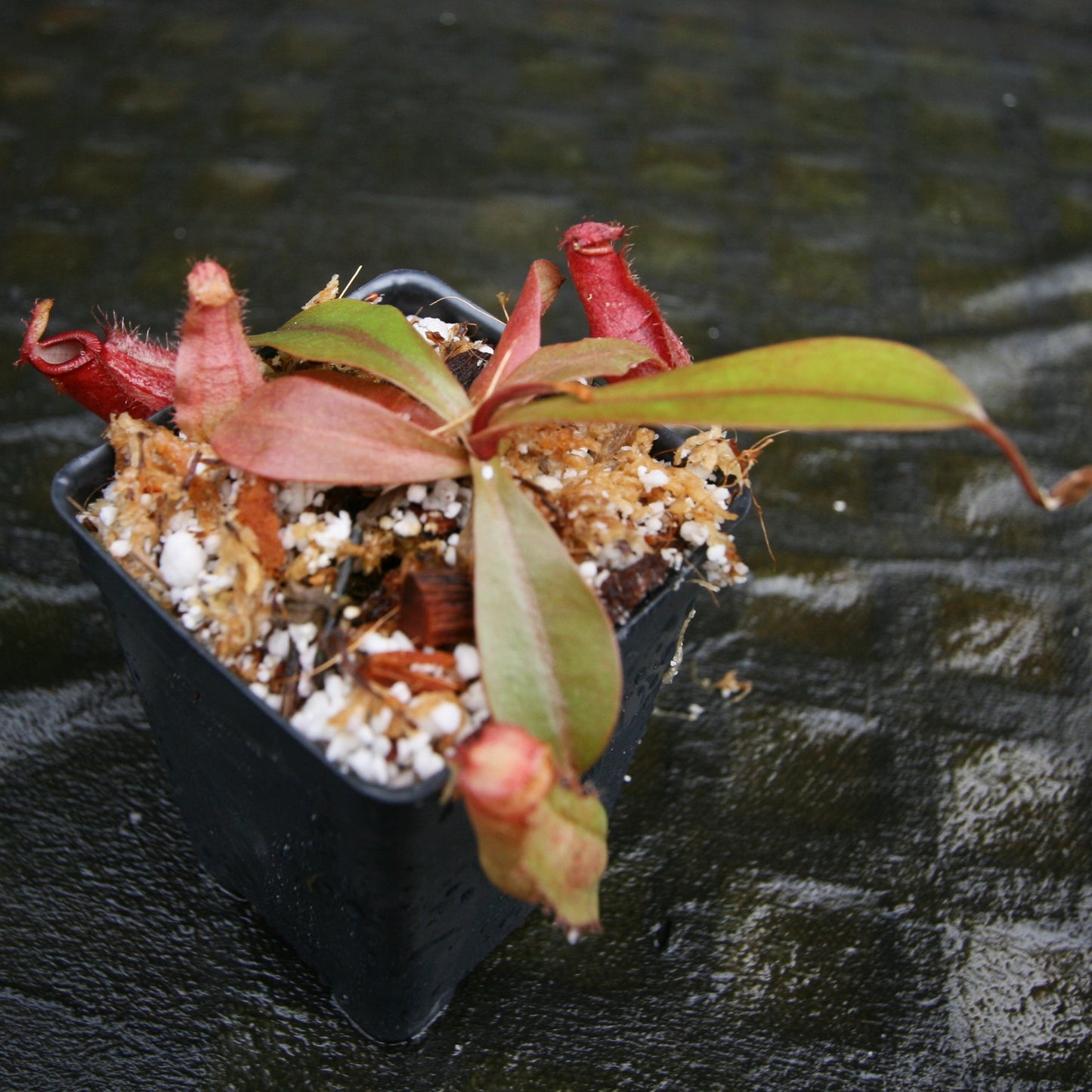 Nepenthes ampullaria (William's Red x Harlequin) x [(ventricosa x sibuyanensis) x TM], CAR-0286