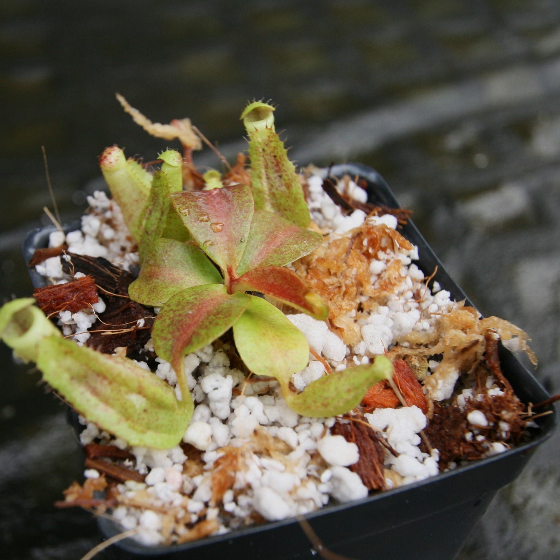 Nepenthes [(lowii x veitchii) x boschiana] -Red Ruffled x clipeata, CA –  Carnivero