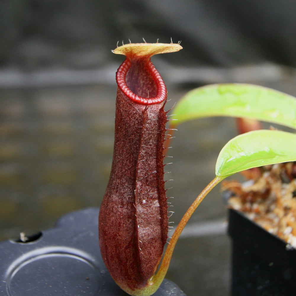 Nepenthes ventricosa JB Sigma x (singalana x diabolica), CAR-0298, pitcher plant, carnivorous plant, collectors plant, large pitchers, rare plants 