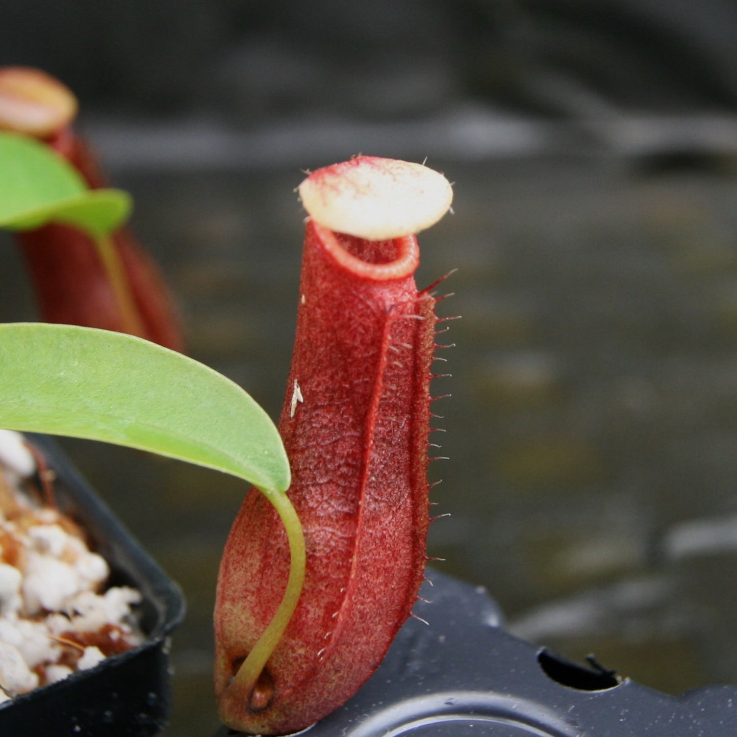 Nepenthes ventricosa JB Sigma x (singalana x diabolica), CAR-0298, pitcher plant, carnivorous plant, collectors plant, large pitchers, rare plants 