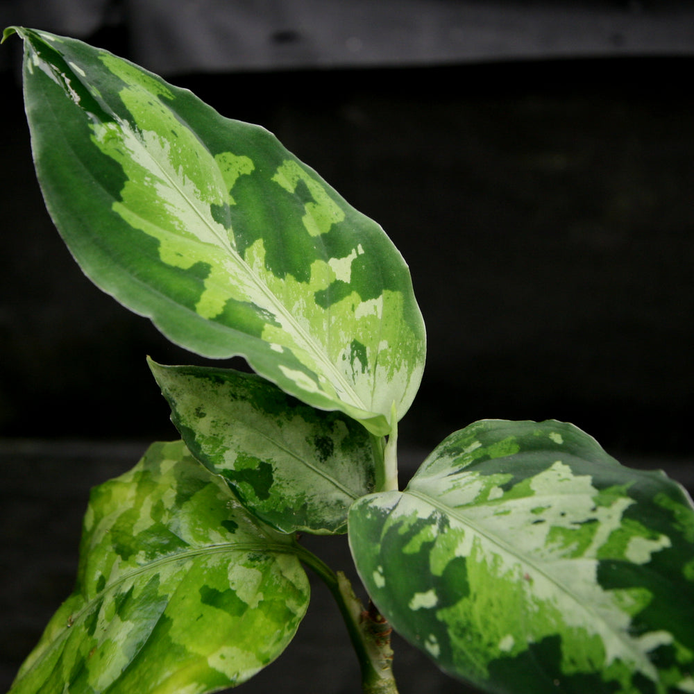 Aglaonema pictum Tricolor