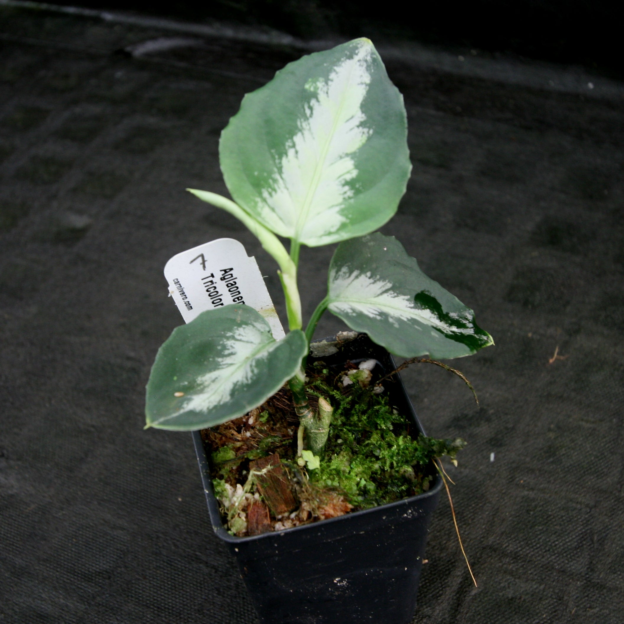 Aglaonema Tricolor Variegated - Aroid Variegated Houseplants - store Philodendron - Monstera