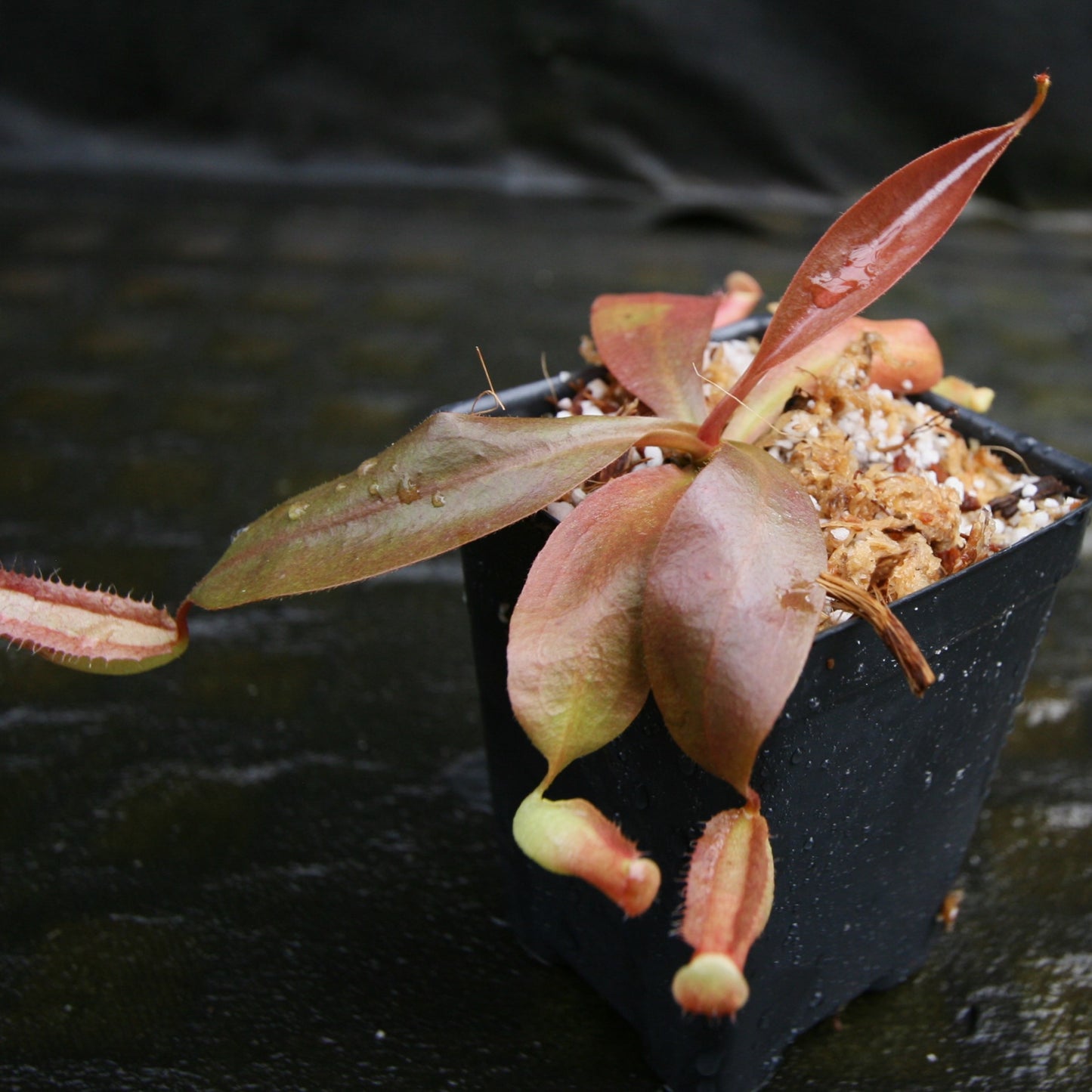 Nepenthes rafflesiana Leilani x Viking, CAR-0295