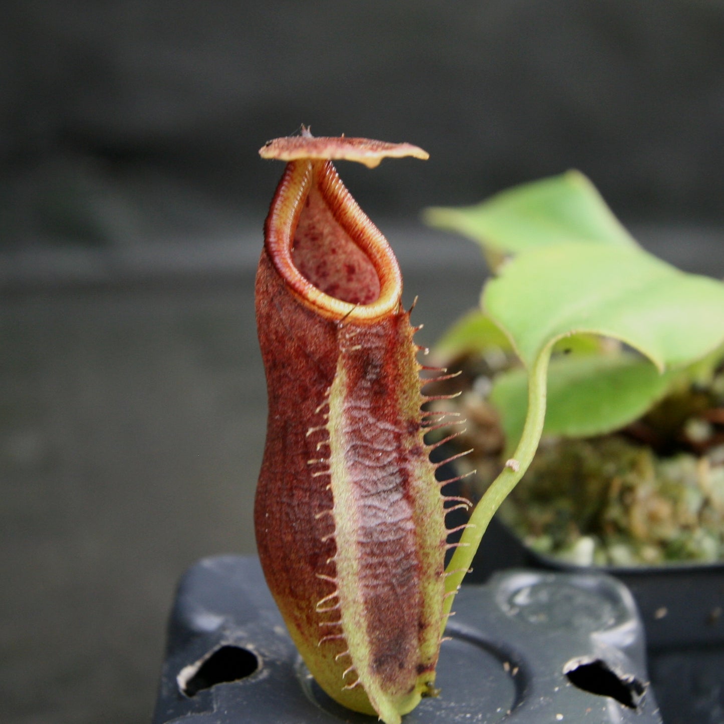 Nepenthes bongso, CAR-0175