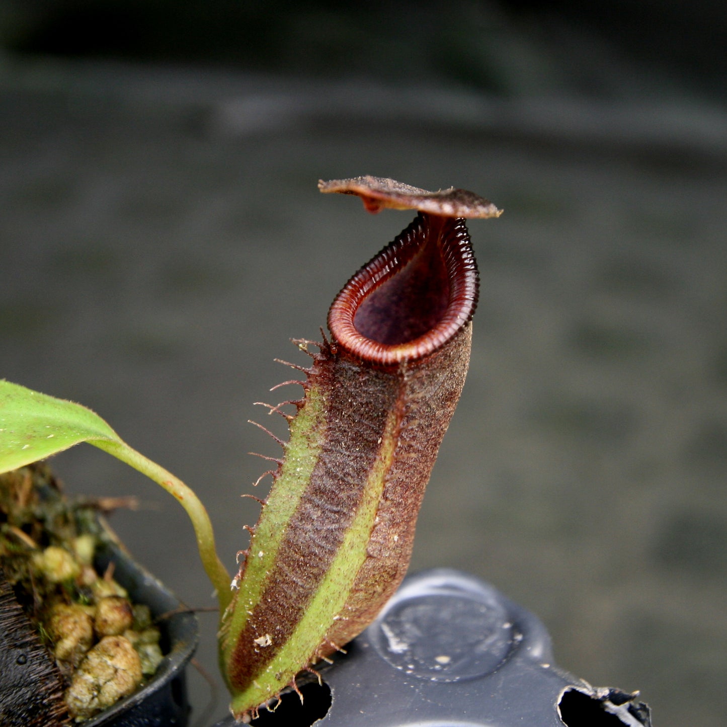 Nepenthes bongso, CAR-0175