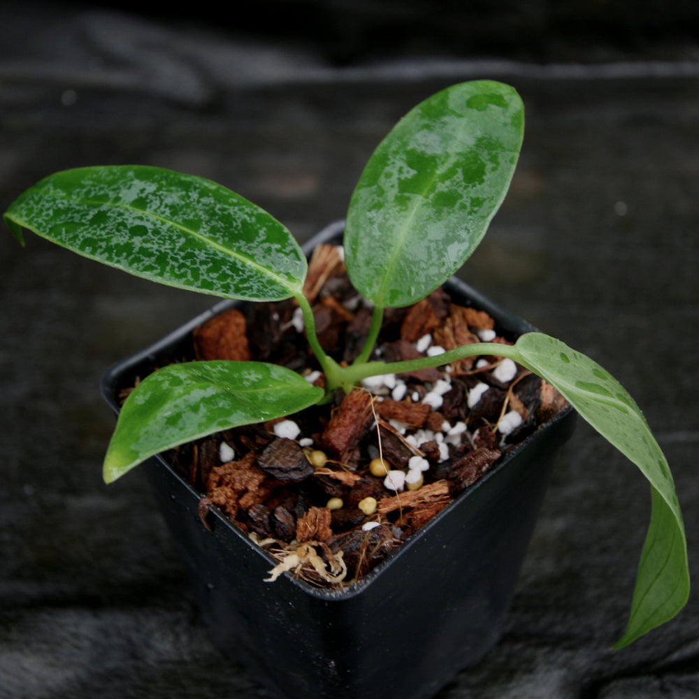 
                      
                        Anthurium warocqueanum, Queen Anthurium
                      
                    