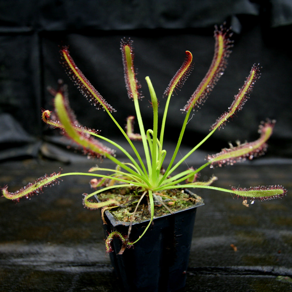 Drosera capensis, Cape Sundew