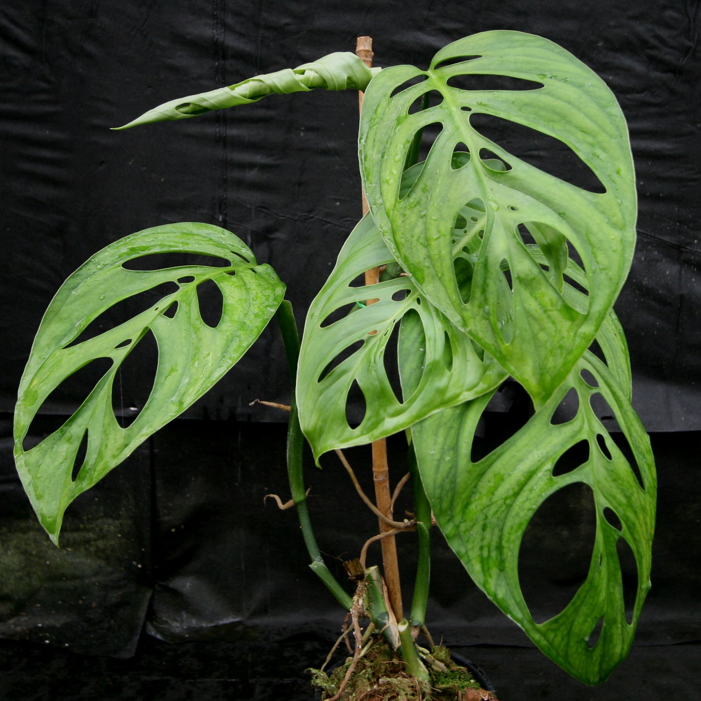 Monstera esqueleto