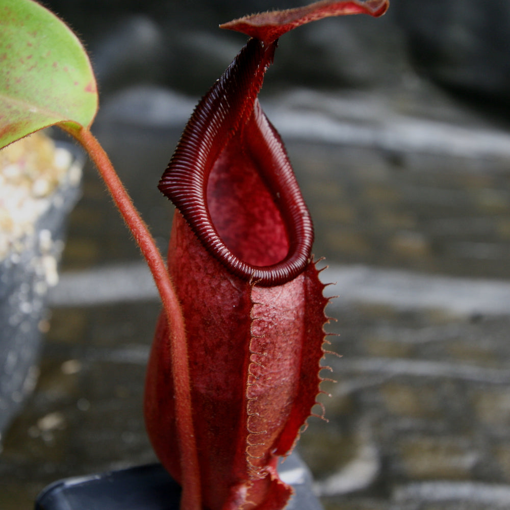 Nepenthes densiflora x veitchii, BE-4037