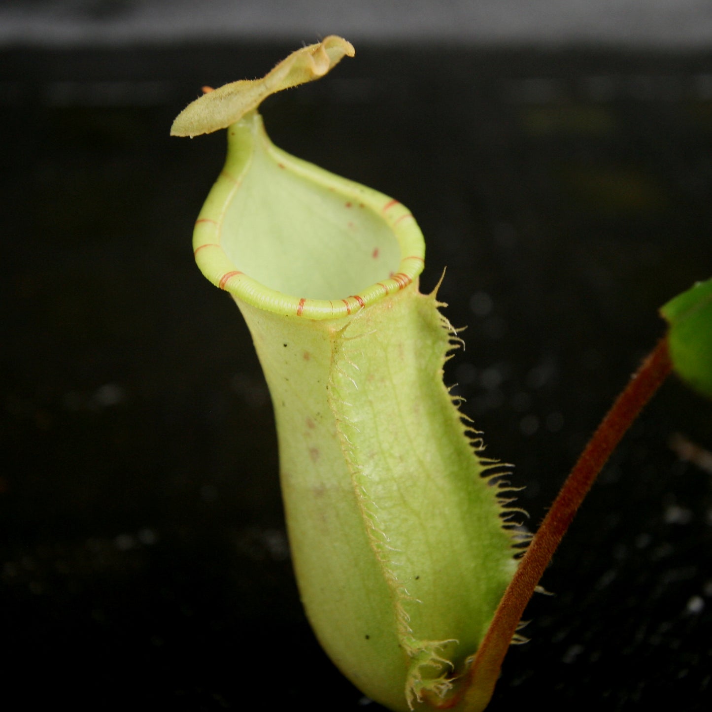 Nepenthes (maxima x campanulata) x [sumatrana x (lowii x veitchii)], CAR-0179