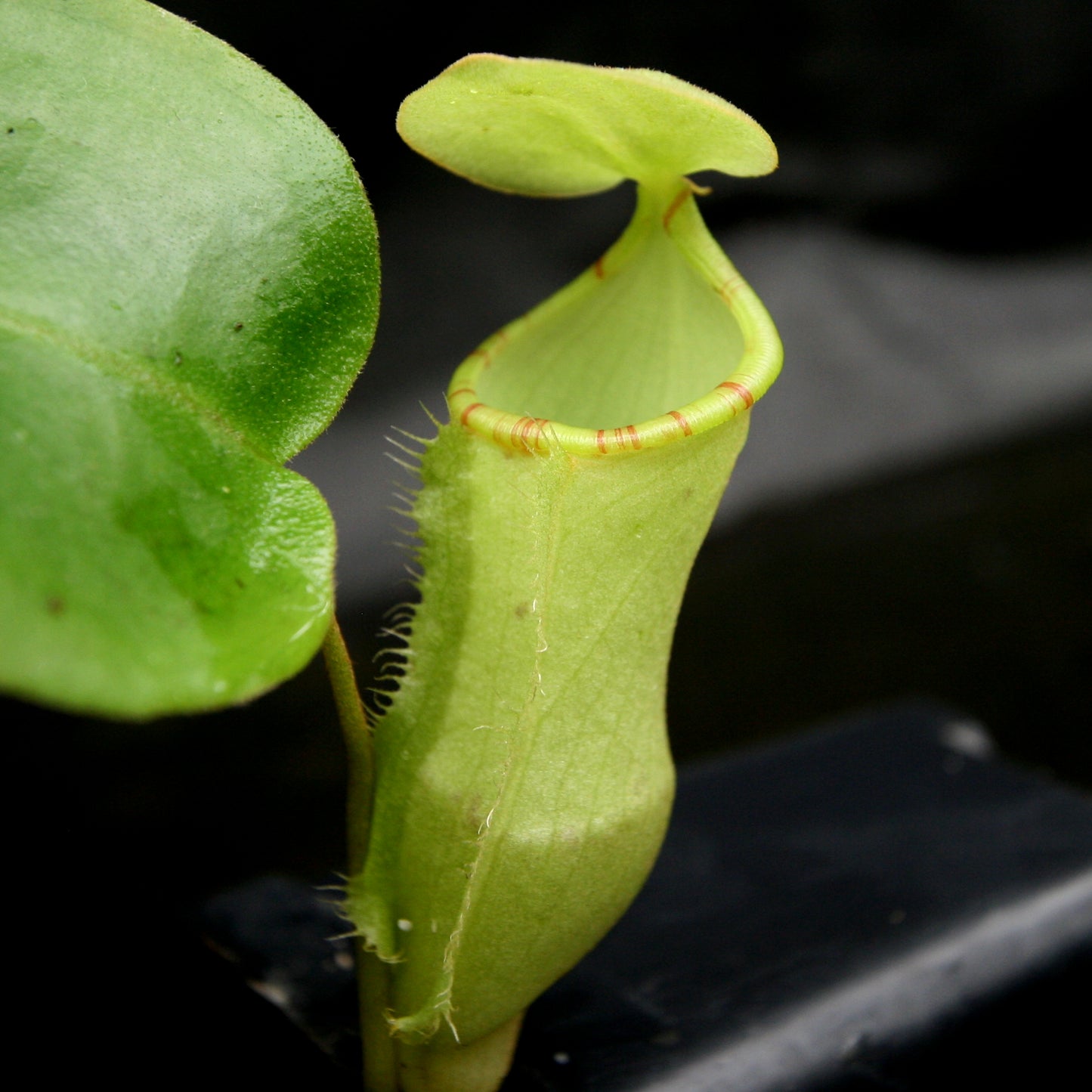 Nepenthes (maxima x campanulata) x [sumatrana x (lowii x veitchii)], CAR-0179