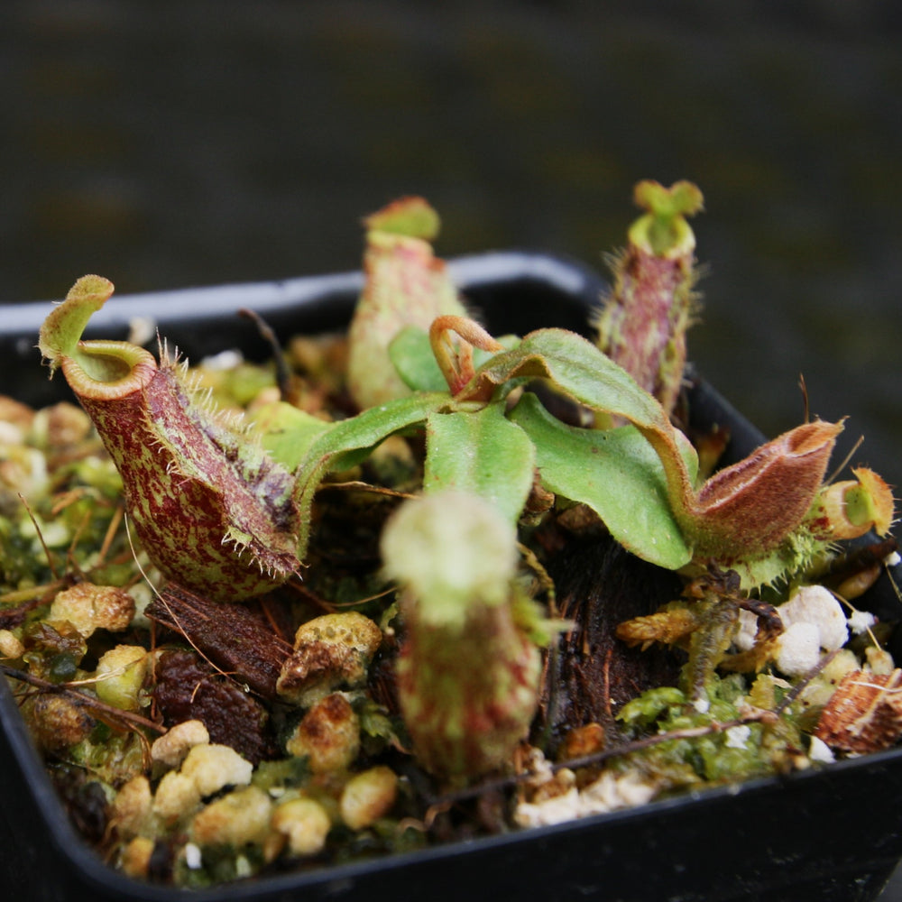 Nepenthes [(Viking x ampullaria) x northiana] x ampullaria 'Black Miracle', CAR-0306