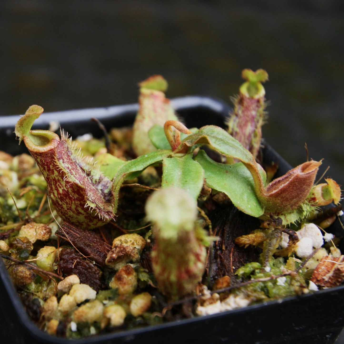 Nepenthes [(Viking x ampullaria) x northiana] x ampullaria 'Black Miracle', CAR-0306