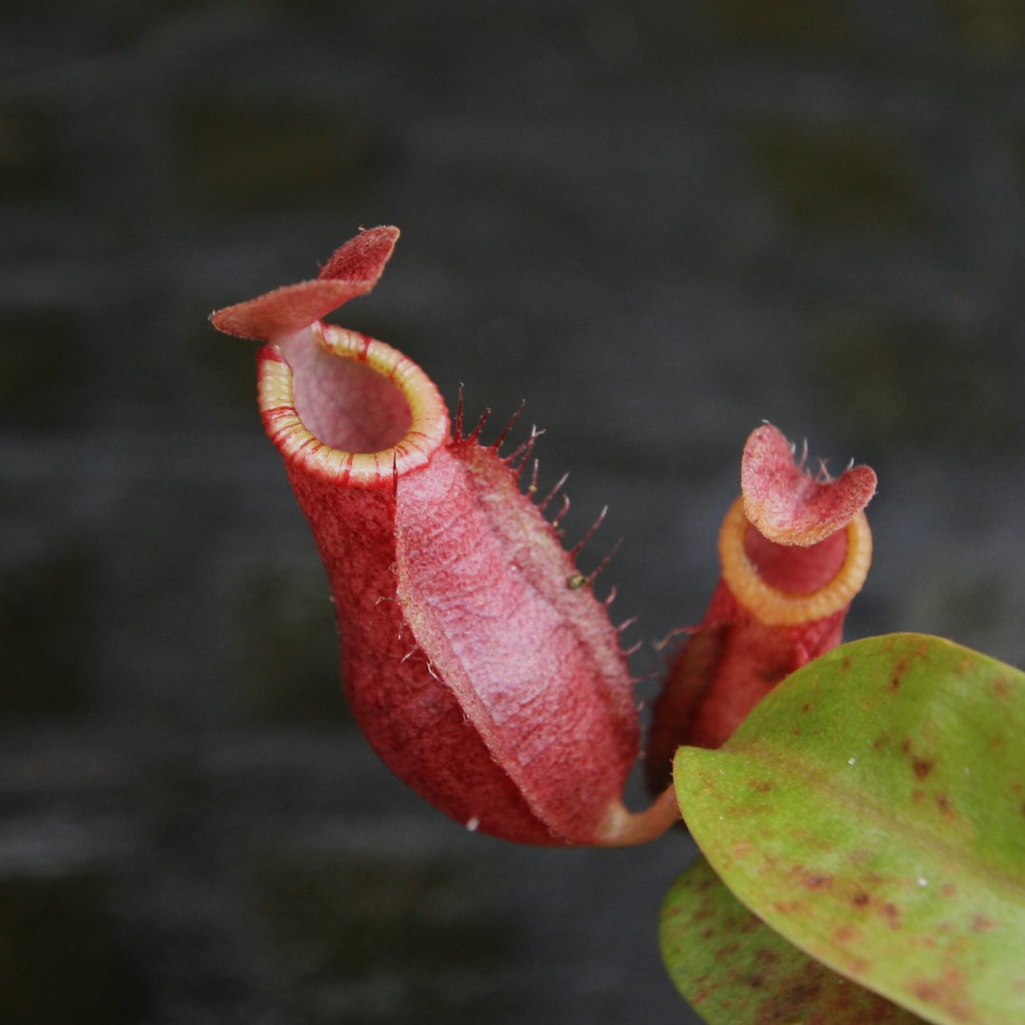 Nepenthes [(Viking x ampullaria) x northiana] x Redonkulas, CAR-0305