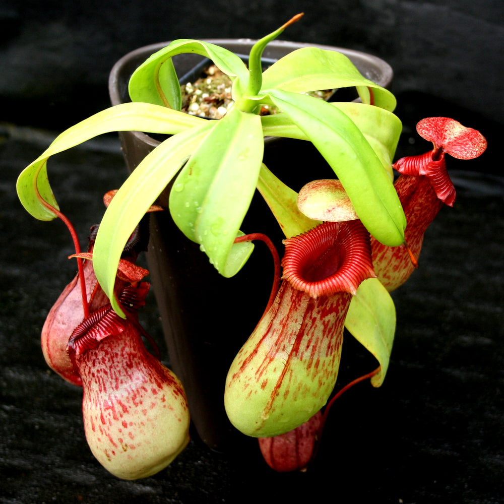 Nepenthes ventricosa Madja-as x [(ventricosa x sibuyanensis) x Trusmadiensis], CAR-0039