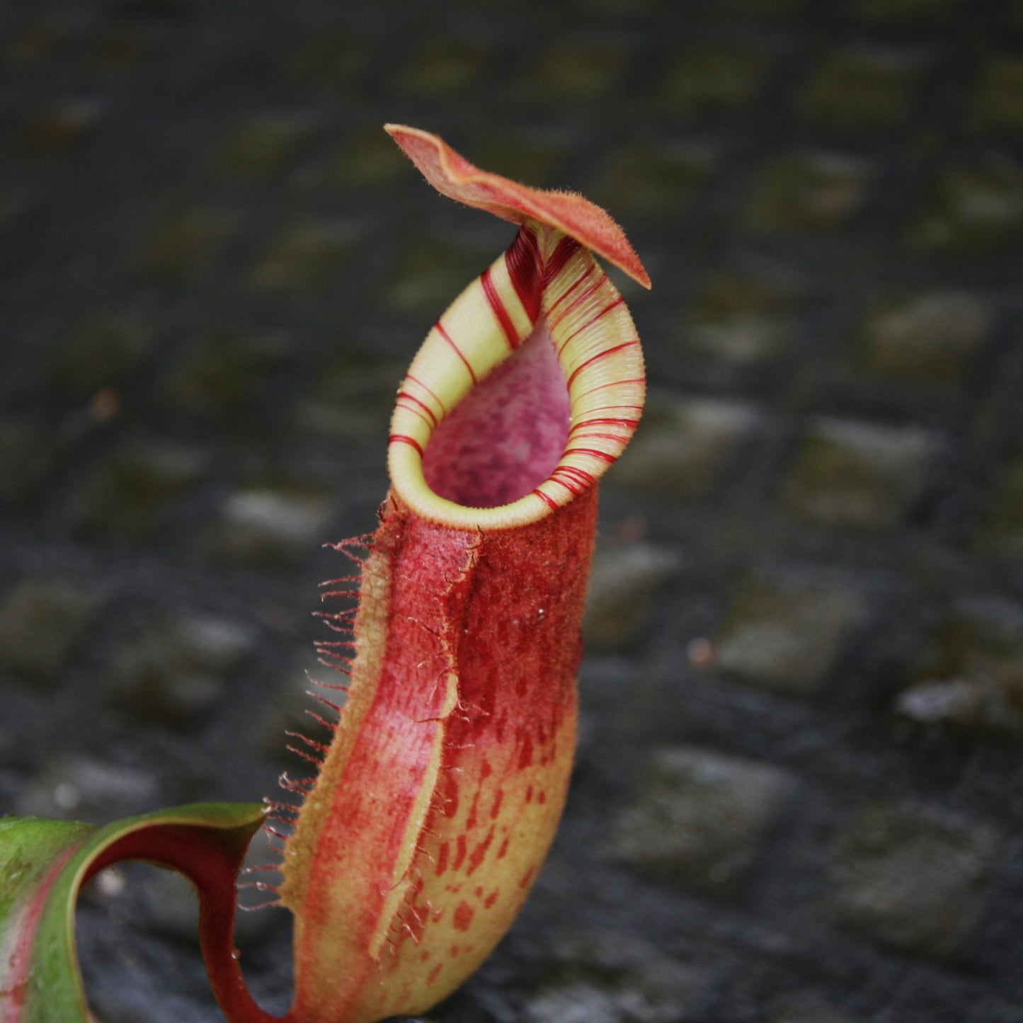 Nepenthes [(lowii x veitchii) x boschiana)] "Red Ruffled" x [(Rokko x boschiana) x veitchii] "Squat", CAR-0193