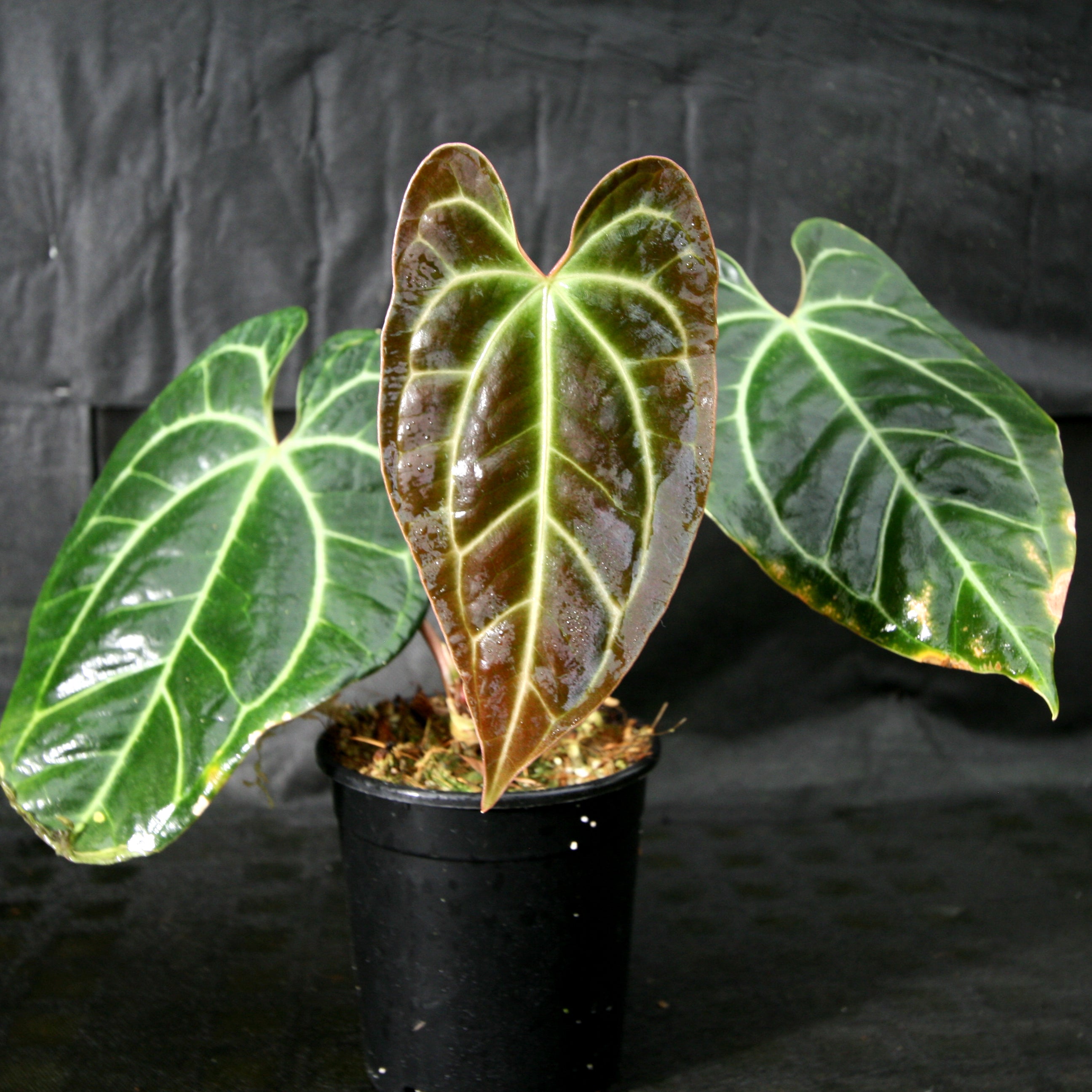 Anthurium sp. nov Darién (besseae aff.) – Carnivero