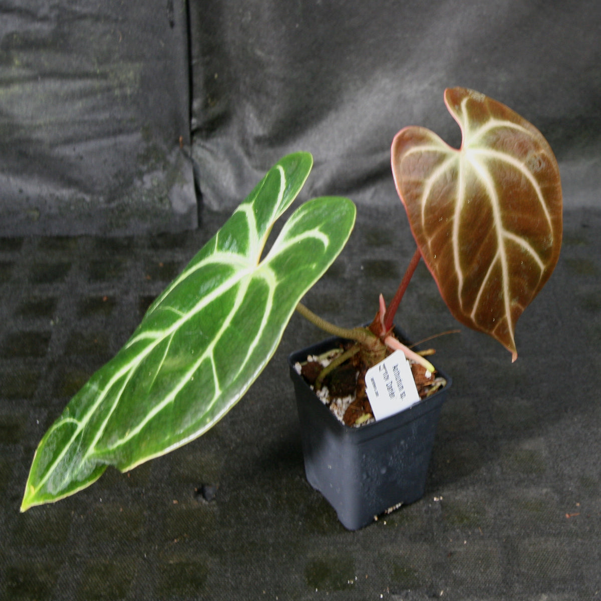 Anthurium sp. nov Darién (besseae aff.) – Carnivero