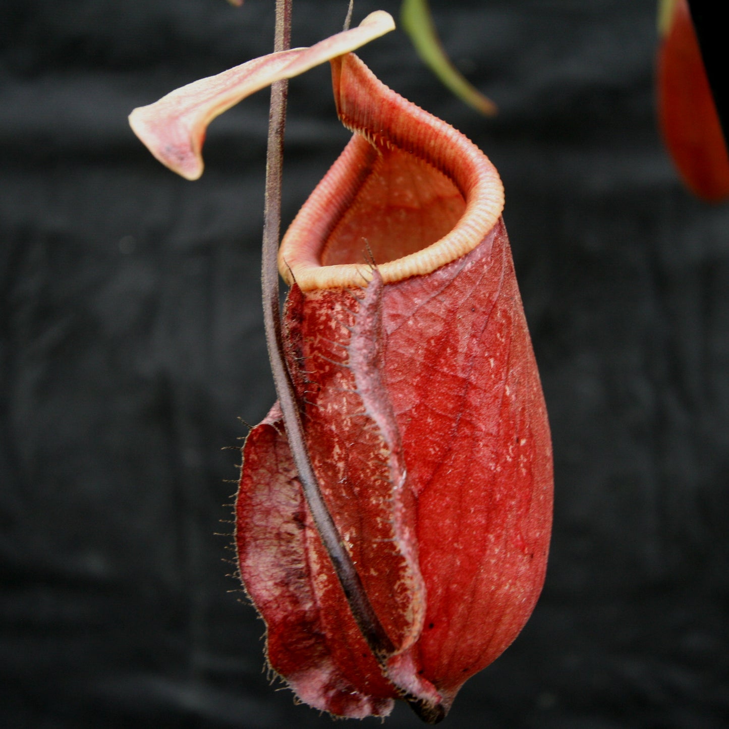 Nepenthes 'Suki'