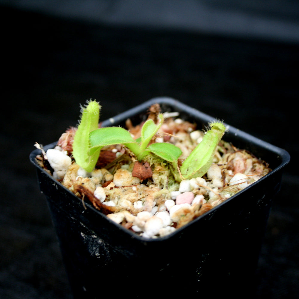 
                      
                        Nepenthes truncata (d) x Pasian Red, CAR-0103
                      
                    