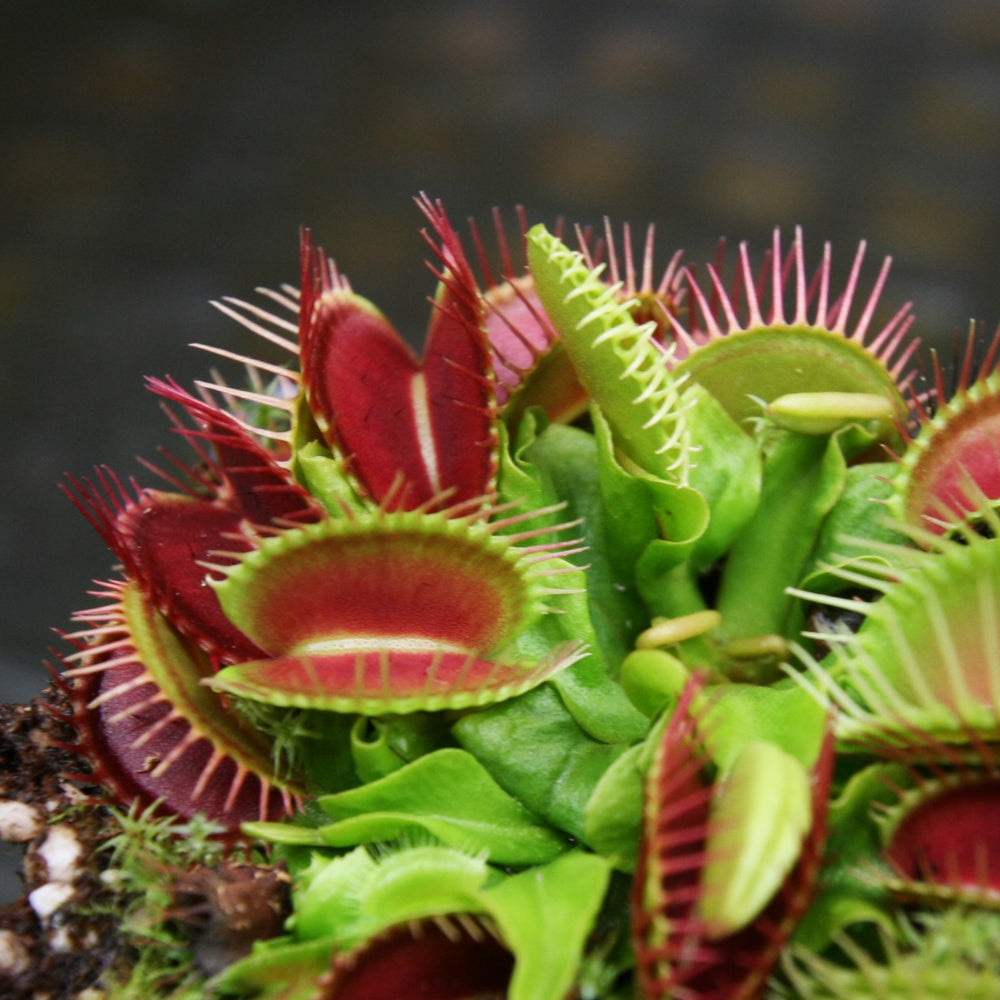 Venus Flytrap- Dionaea muscipula 