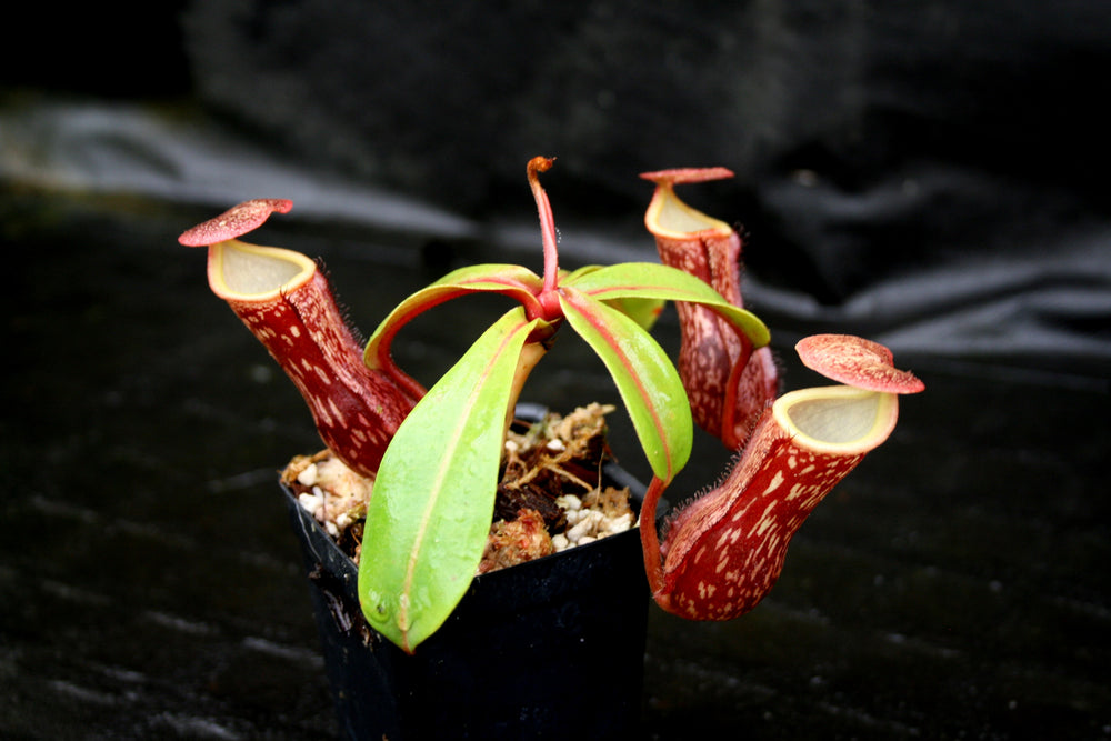 Nepenthes 