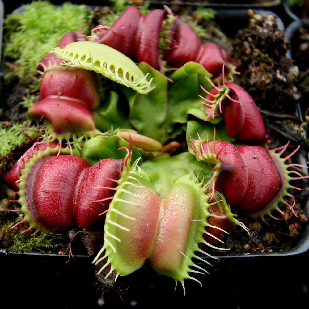 Venus Flytrap- Dionaea muscipula 