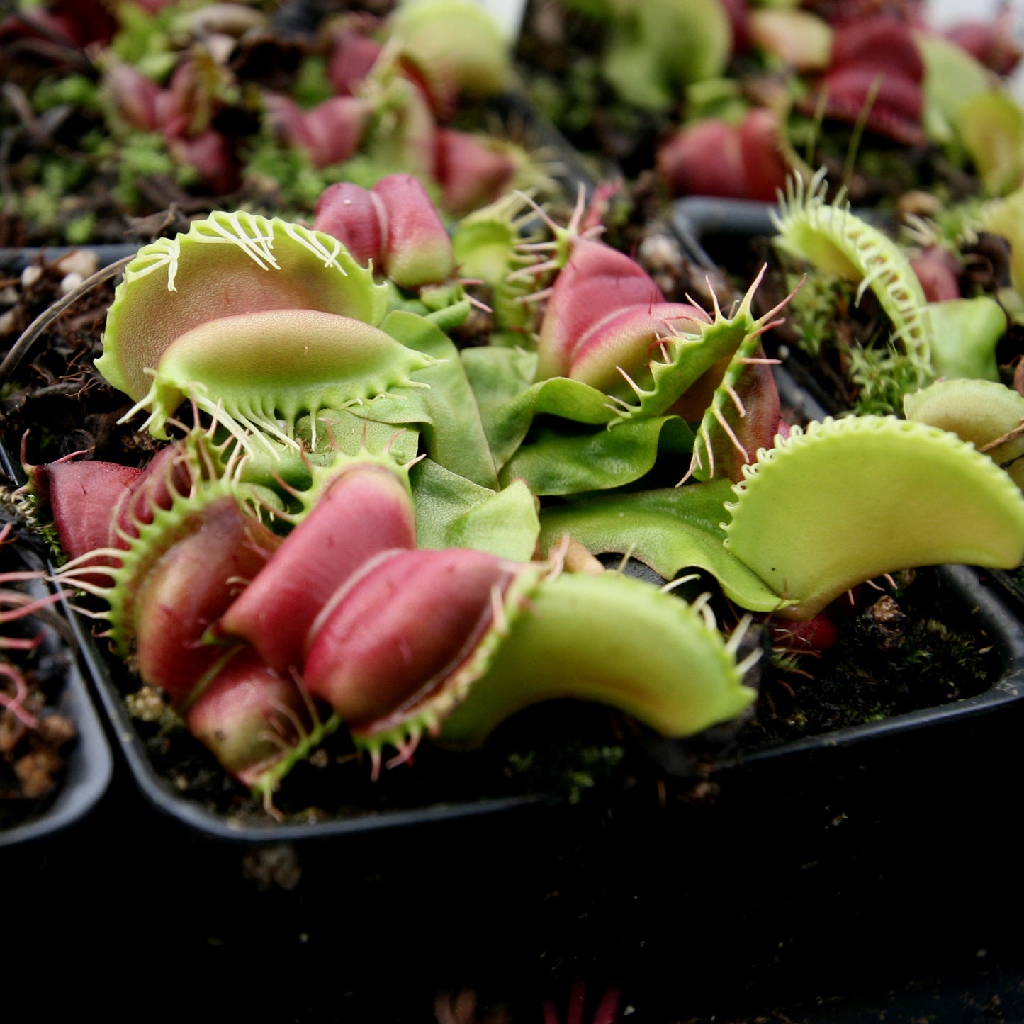 Venus Flytrap- Dionaea muscipula "Umgekrempelt"