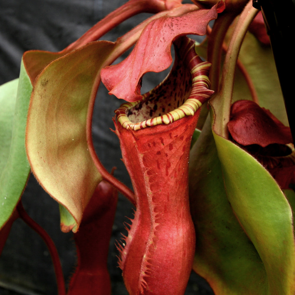 Nepenthes Song of Melancholy x clipeata, CAR-0112