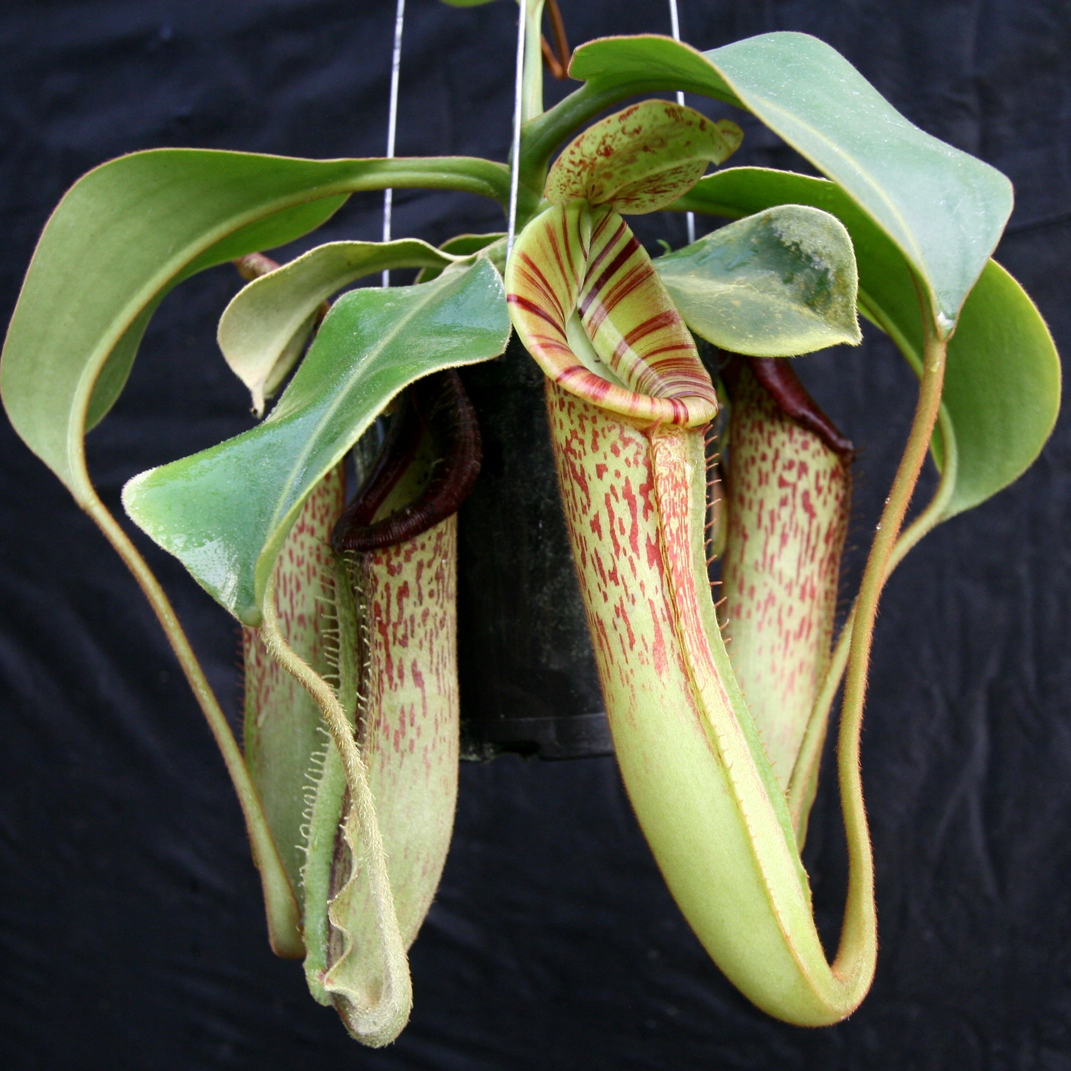 Nepenthes [(lowii x veitchii) x boschiana]-yellow x platychila, CAR-00 –  Carnivero