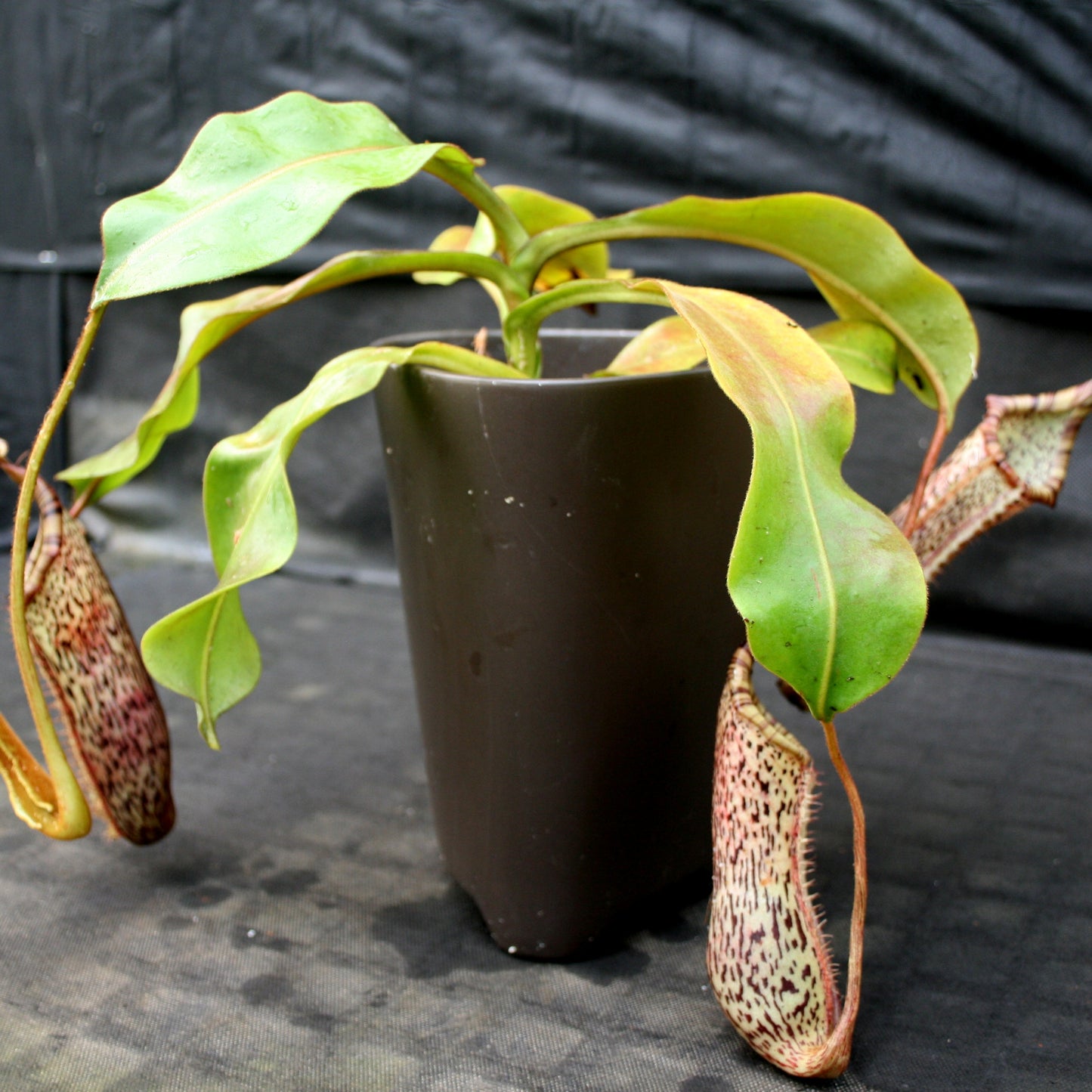 Nepenthes burbidgeae x platychila BE-3886